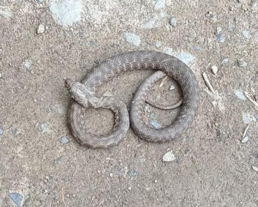 Zmije se ovoga užasno plaše: Samo ga stavite u dvorište, pobeći će glavom bez obzira Zmije se ovoga užasno plaše: Samo ga stavite u dvorište, pobeći će glavom bez obzira