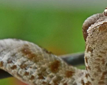 Privlači zmije kao magnet: Izbacite ovo iz dvorišta dok ne bude kasno