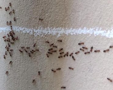 Nećete verovati: Mravi od pamtiveka nagoveštavaju događaje, evo kada slute zlo i nesreću u kući Nećete verovati: Mravi od pamtiveka nagoveštavaju događaje, evo kada slute zlo i nesreću u kući