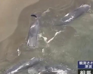 PRIZORI OD KOJIH SUZE SAME KREĆU! Pogledajte šta se desilo sa KITOVIMA nakon CUNAMIJA, sve se prenosilo UŽIVO VIDEO PRIZORI OD KOJIH SUZE SAME KREĆU! Pogledajte šta se desilo sa KITOVIMA nakon CUNAMIJA, sve se prenosilo UŽIVO VIDEO