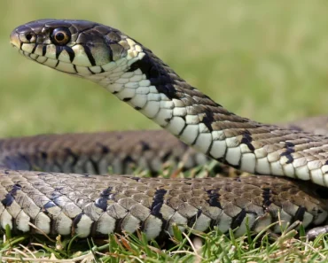 PRAVITE OVU GREŠKU, A DA TOGA NISTE NI SVESNI Zbog nje vam zmije mogu ušetati pravo u kuću