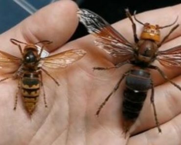Ako vas ubode stršljen, odmah uradite ovo i možete sebi spasiti život: Mnogo ljudi ne zna za ovu stvar