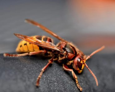 Ako vas ujede stršljen – momentalno uradite ovo! Dr Obradović upozorava Srbe – mozak umire za nekoliko minuta! Ako vas ujede stršljen – momentalno uradite ovo! Dr Obradović upozorava Srbe – mozak umire za nekoliko minuta!