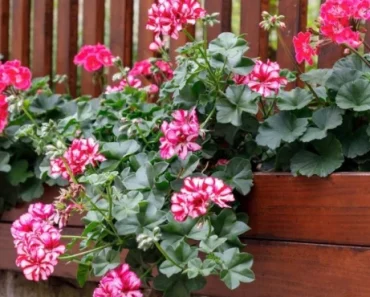 Muškatle će cvetati do kasne jeseni: Sve što treba da uradite je da dodate 1 sastojak u saksiju Muškatle će cvetati do kasne jeseni: Sve što treba da uradite je da dodate 1 sastojak u saksiju