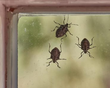 POMEŠATAJU OVO U ČINIJU I SMRDIBUBE SE VIŠE NIKADA NEĆE POJAVITI! Invazija NAPASTI JE u JEKU, SPAS JE U…