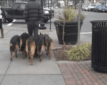 Izgleda kao da on šeta pse, ali ako pogledate pažljivije, bićete bukvalno zapanjeni (VIDEO)