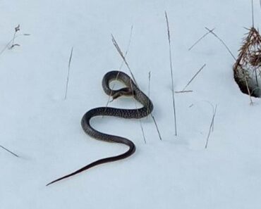 ZMIJA SE IZMIGOLJILA IZ SNEGA U KURŠUMLIJI, NARODNO VEROVANJE KAŽE DA JE TO JAKO, ALI JAKO LOŠE! Desiće se…