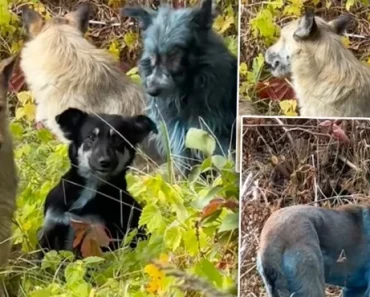 (VIDEO) Šokante slike iz Černobilja uzbunile svet: Pogledajte šta se sada pojavilo – Pa ovo je JEZIVO!