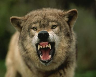 Dolaze nam „vučji dani“: Naš narod od davnina veruje da ovo nikako ne treba da se radi, inače vam se ne piše dobro